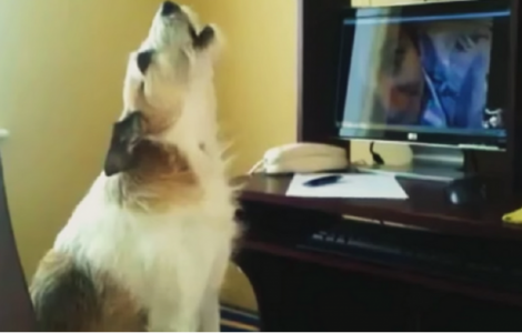 Perritos ven a sus dueños por Skype y esta es la reacción!