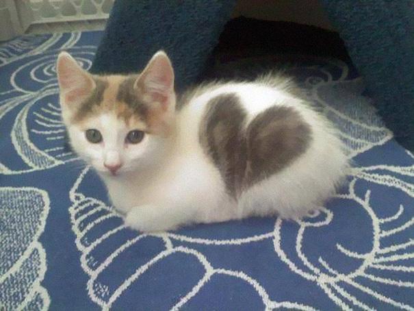 ¡8 Hermosos gatitos con manchas únicas en su cuerpo!