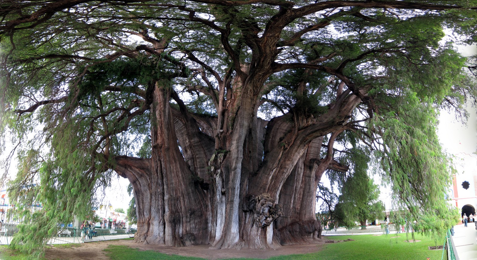 arbol-mas-ancho-del-mundo1