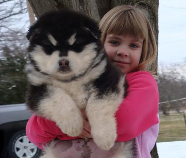 chubby-puppies-bear-cub-look-alikes-12__605-L