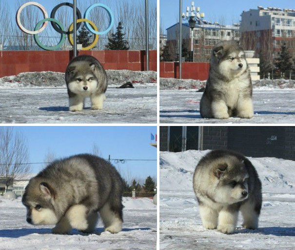 chubby-puppies-bear-cub-look-alikes-13__605-L