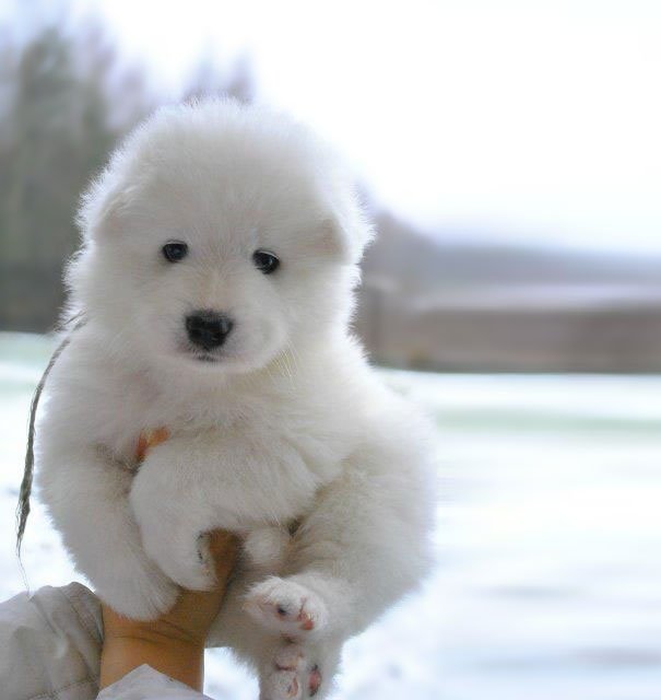 chubby-puppies-bear-cub-look-alikes-14__605-L