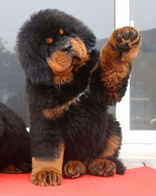 chubby-puppies-bear-cub-look-alikes-15__605-L