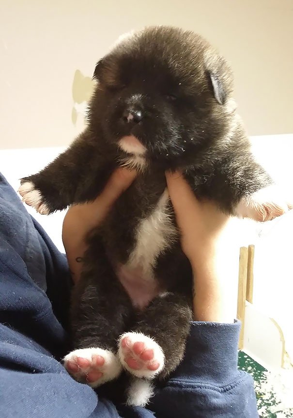 chubby-puppies-bear-cub-look-alikes-16__605-L