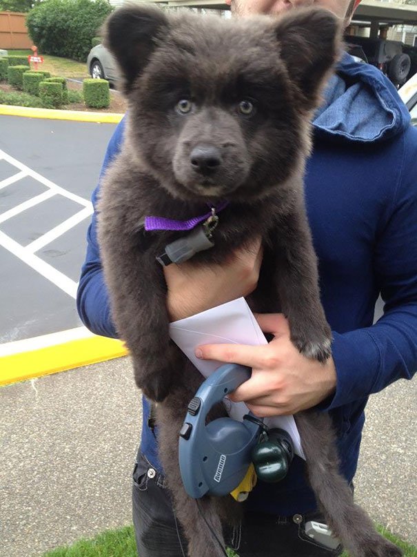 chubby-puppies-bear-cub-look-alikes-21__605-L