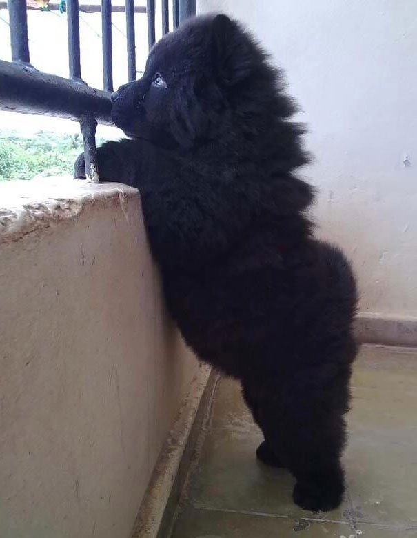 chubby-puppies-bear-cub-look-alikes-24__605-L