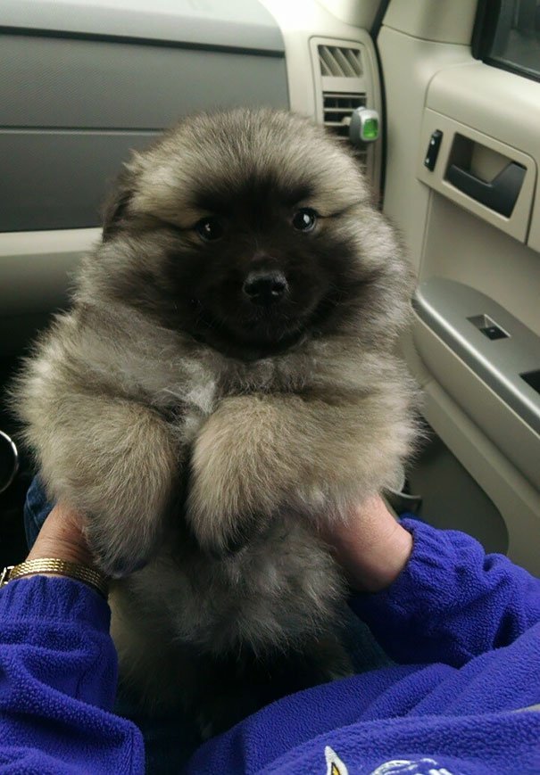 chubby-puppies-bear-cub-look-alikes-2__605-L