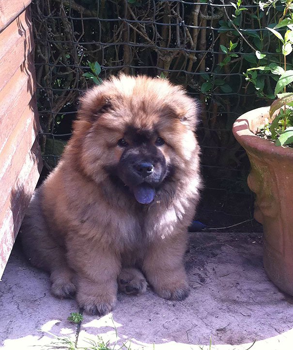 chubby-puppies-bear-cub-look-alikes-3__605-L