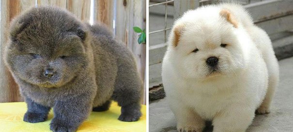 chubby-puppies-bear-cub-look-alikes-4__605-L