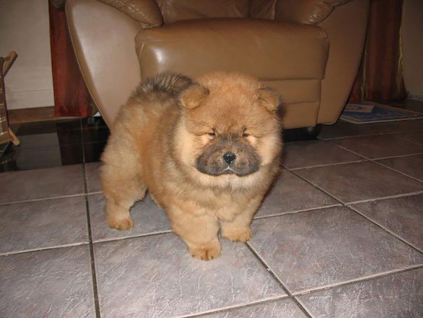 chubby-puppies-bear-cub-look-alikes-5__605-L