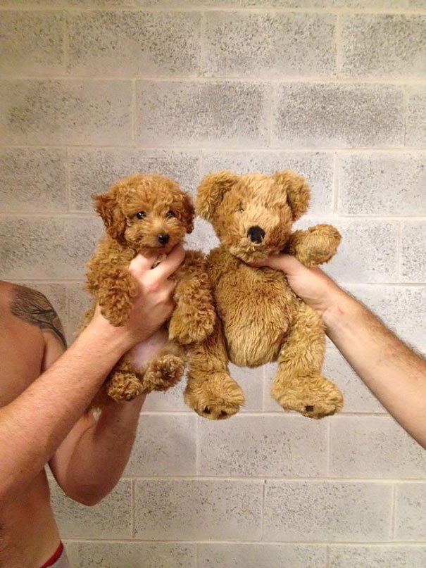 chubby-puppies-bear-cub-look-alikes-6__605-L