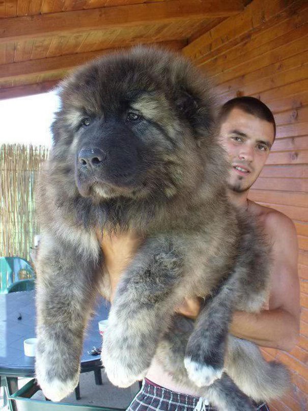 chubby-puppies-bear-cub-look-alikes-7__605-L