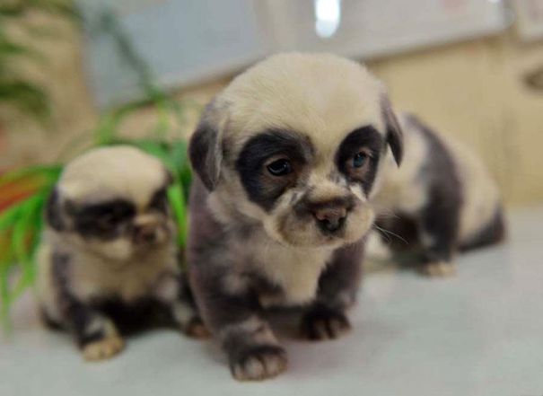 cute-dog-panda-puppies-5__605-L