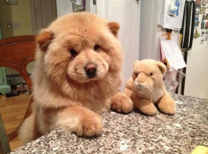 ¡20 cachorros tan tiernos que parecen peluches!