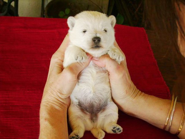 dog-look-like-teddy-bear__605-L