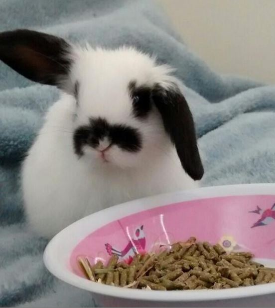 rabbit