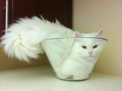 20 gatos que se metieron en donde no debían