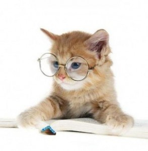32 datos que no sabías sobre los gatos