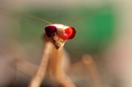 Una mantis religiosa usando gafas en 3-D revela una nueva manera de ver el mundo