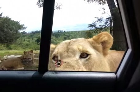 León hambriento abre la puerta del carro en un safari ¡OMG!