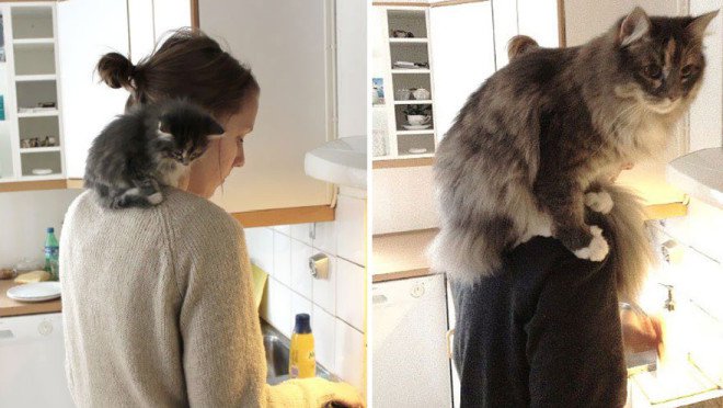 XX-Before-And-After-Photos-Of-Cats-Growing-Up-1__880-L