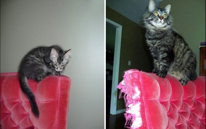 XX-Before-And-After-Photos-Of-Cats-Growing-Up-2__880-L
