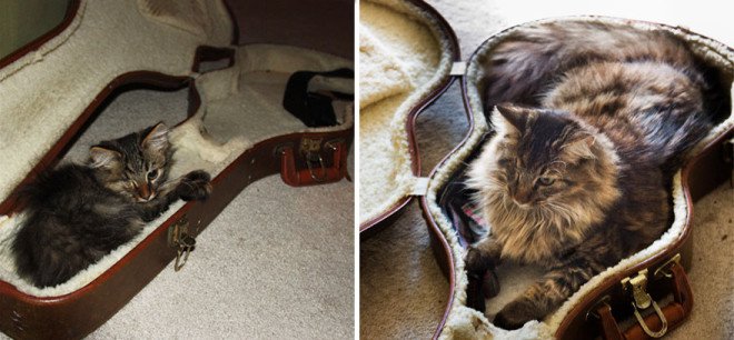 XX-Before-And-After-Photos-Of-Cats-Growing-Up-3__880-L
