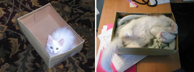 before-and-after-growing-up-cats-111__880-L