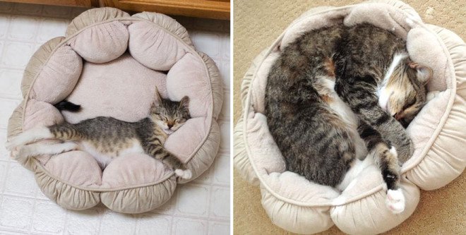before-and-after-growing-up-cats-11__880-L