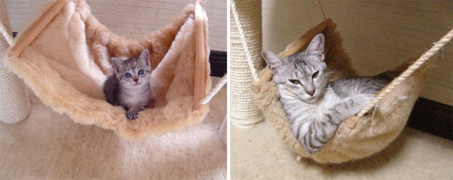 before-and-after-growing-up-cats-14__880-L