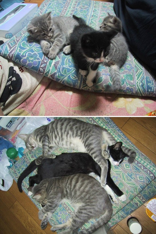 before-and-after-growing-up-cats-15__880-L