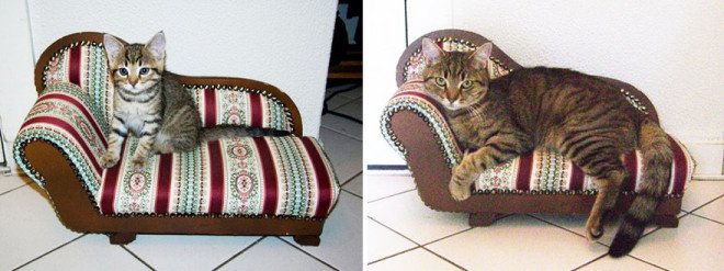 before-and-after-growing-up-cats-17__880-L