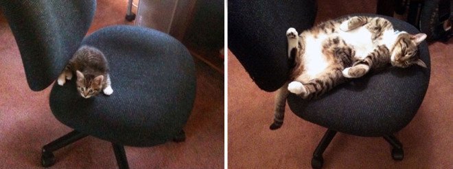 before-and-after-growing-up-cats-213__880-L
