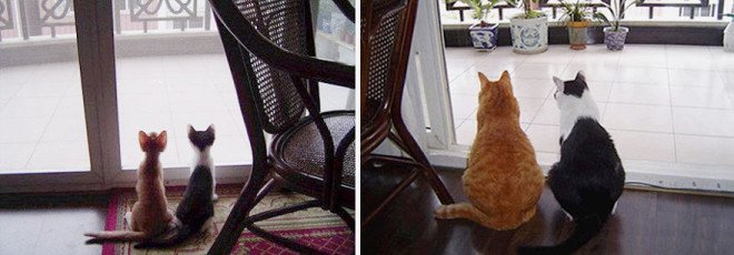 before-and-after-growing-up-cats-33__880-L