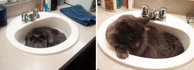 before-and-after-growing-up-cats-351__880-L