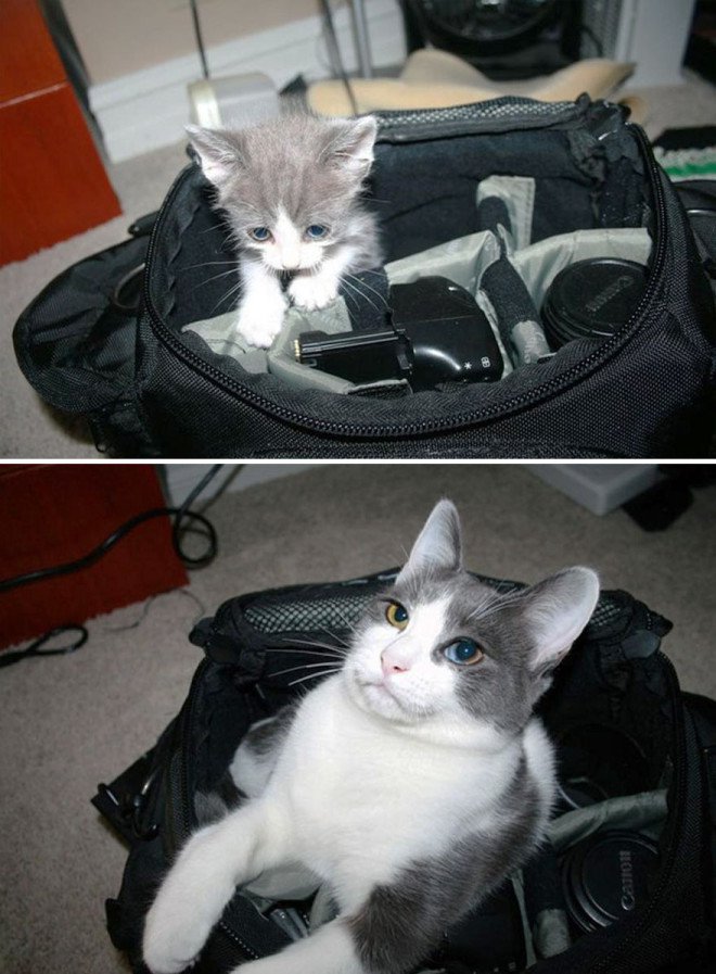 before-and-after-growing-up-cats-3__880-L