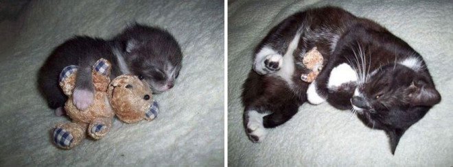 before-and-after-growing-up-cats-4__880-L