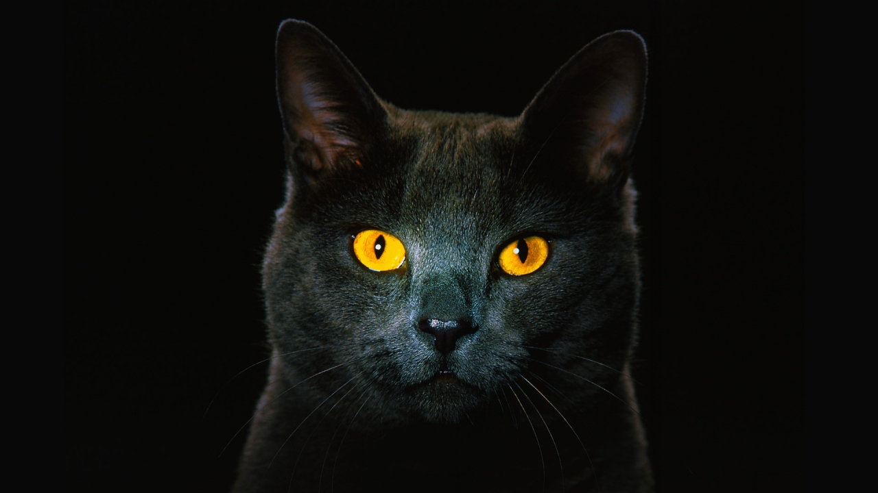black_cat_in_darkness_wallpaper_1280x720_wallpaperhere
