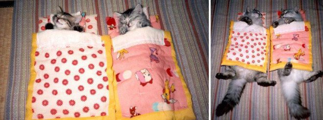 cat-before-after-200__880-L