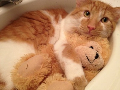 13 adorables gatitos y sus peluches ¡Que ternura!