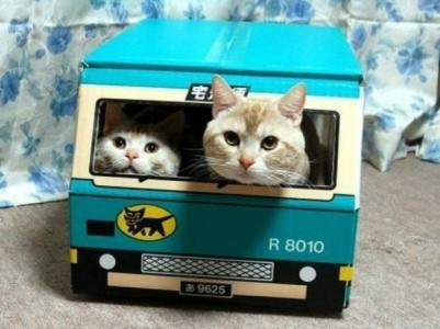 Las 39 fotos de gatos más graciosas de todos los tiempos