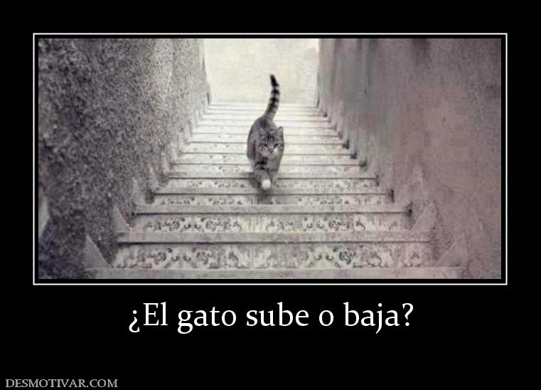 ¿El gato sube o baja? La nueva polémica en las redes sociales!