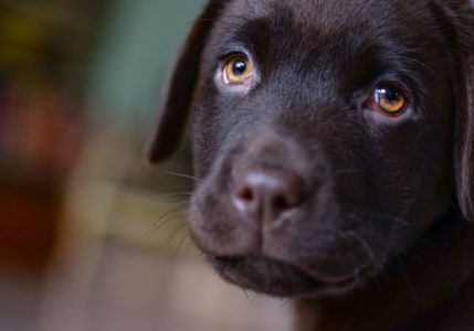 En México, actor ofrece recompensa por la cruel muerte de un perro