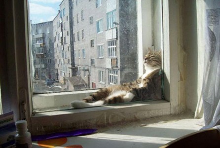 ¡Los 22 animales que les encanta tomar el sol!