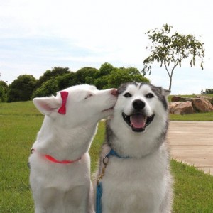 19 perritos que están perdidamente enamorados ¡Hermoso!