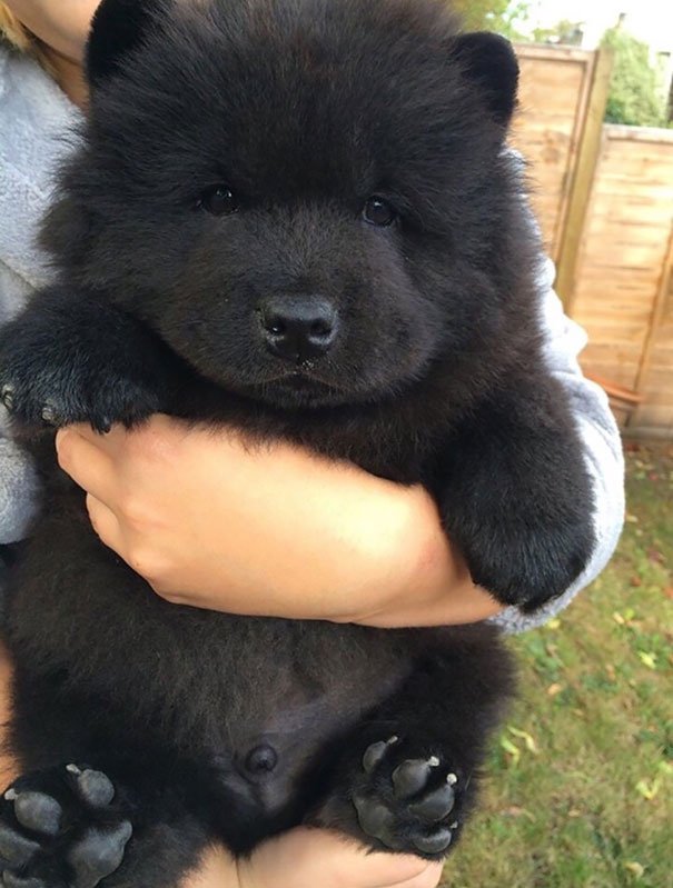 chow chow