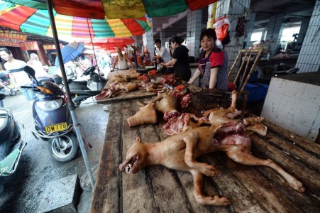 Festival del horror en China: sacrificarán perros y gatos para comer