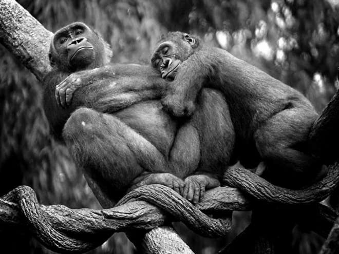 animal-couples-apes__880-L.jpg