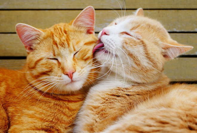 animal-couples-cats__880-L.jpg
