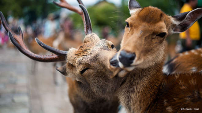 animal-couples-deer__880-L.jpg